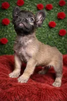 Fluffy girl 2, a female French Bulldog for sale in Lexington Park, MD – Photo 3 of 3