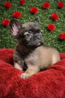 Fluffy girl 2, a female French Bulldog for sale in Lexington Park, MD – Photo 2 of 3