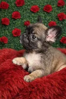 Fluffy girl 2, a female French Bulldog for sale in Lexington Park, MD – Photo 1 of 3