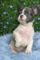 Pied fluffy male , a male French Bulldog for sale in Lexington Park, MD – Photo 1 of 2