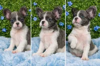 Pied fluffy male , a male French Bulldog for sale in Lexington Park, MD – Photo 2 of 2