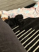 Nuke, a male Shihpoo for sale in Lexington Park, MD – 5 of 5