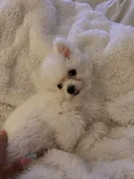 Lulu, a female Bichon Frise for sale in Lexington Park, MD – 2 of 5