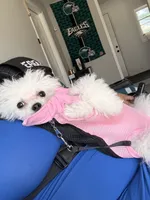 Lulu, a female Bichon Frise for sale in Lexington Park, MD – 4 of 5