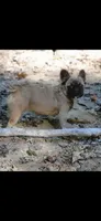 Fluffy Girl , a female French Bulldog for sale in Lexington Park, MD – Photo 4 of 5