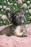 Fluffy Girl , a female French Bulldog for sale in Lexington Park, MD – Photo 1 of 5