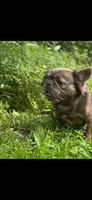 Fluffy Girl , a female French Bulldog for sale in Lexington Park, MD – Photo 5 of 5