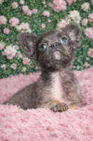 Fluffy Girl , a female French Bulldog for sale in Lexington Park, MD – Photo 3 of 5