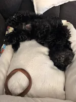 Nuke, a male Shihpoo for sale in Lexington Park, MD – 3 of 5