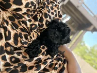 Nuke, a male Shihpoo for sale in Lexington Park, MD – 2 of 5
