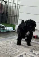 Spots, a female Poodle - Toy  for sale in Decatur, AL – 5 of 7