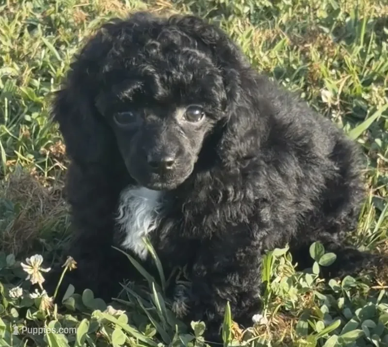 Rosie – Poodle - Toy  puppy for sale in Decatur, AL