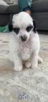 Spots, a female Poodle - Toy  for sale in Decatur, AL – 2 of 7
