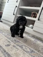 Spots, a female Poodle - Toy  for sale in Decatur, AL – 6 of 7