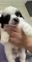 Spots, a female Poodle - Toy  for sale in Decatur, AL – 4 of 7