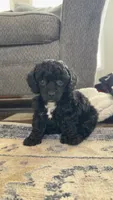 Spots, a female Poodle - Toy  for sale in Decatur, AL – 7 of 7