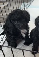 Rosie, a female Poodle - Toy  for sale in Decatur, AL – 3 of 3