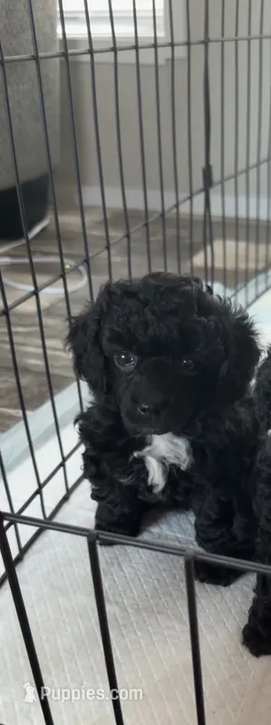 Rosie – Poodle - Toy  puppy for sale in Decatur, AL