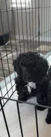 Rosie, a female Poodle - Toy  for sale in Decatur, AL – 2 of 3