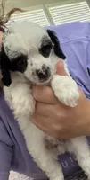 Spots, a female Poodle - Toy  for sale in Decatur, AL – 1 of 7