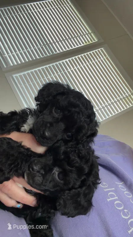 Rosie – Poodle - Toy  puppy for sale in Decatur, AL