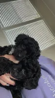 Spots, a female Poodle - Toy  for sale in Decatur, AL – 3 of 7