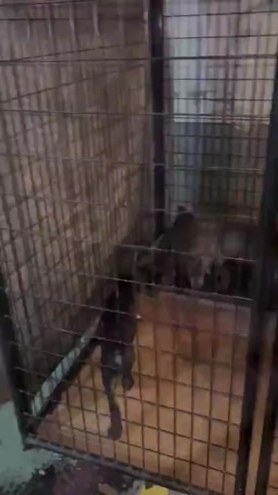 Facility video