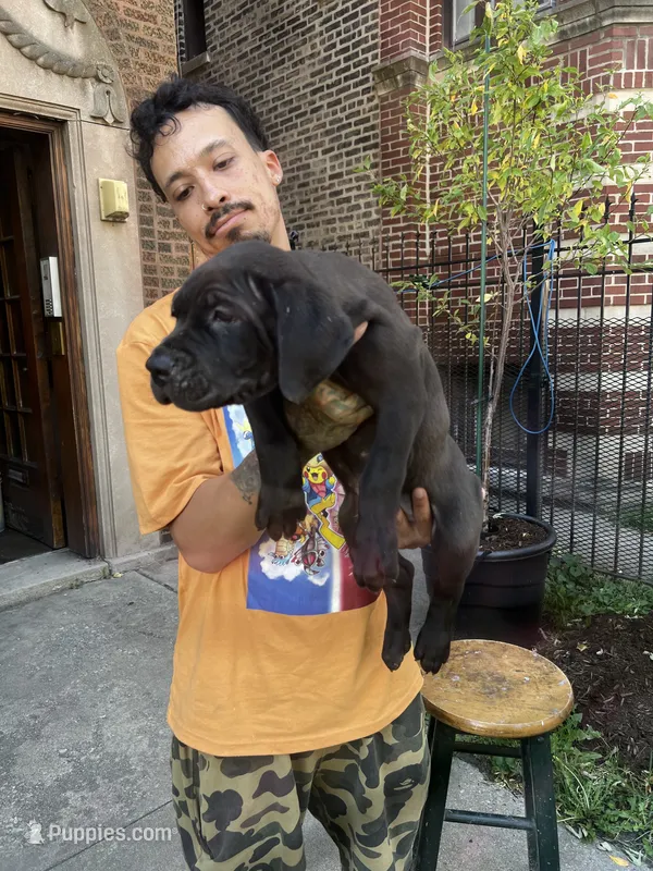 Cane Corso Puppy – Cane Corso puppy for sale in Chicago, IL