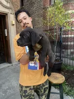 Cane Corso Puppy, a female Cane Corso for sale in Chicago, IL – 1 of 2