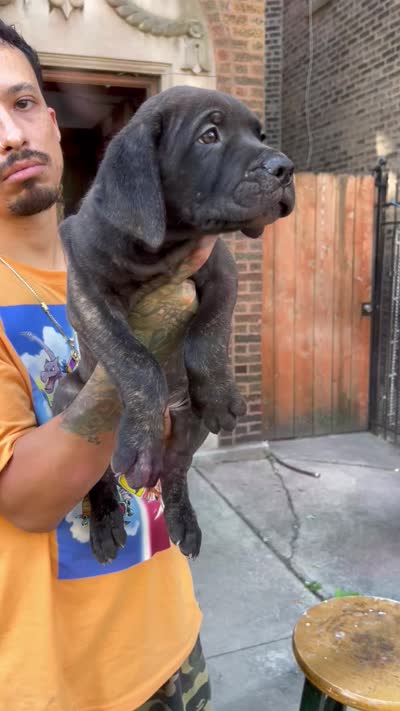 Brindle Male Cane Corso Puppy, a male Cane Corso for sale in Chicago, IL – 2 of 2