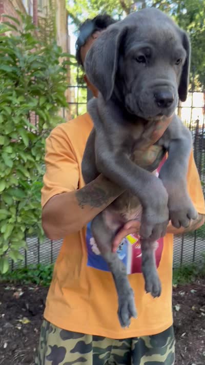 Blue Male Cane Corso Puppy, a male Cane Corso for sale in Chicago, IL – 2 of 2