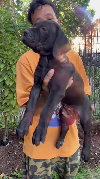 Black Female Cane Cosro Puppy #3, a female Cane Corso for sale in Chicago, IL – 2 of 2