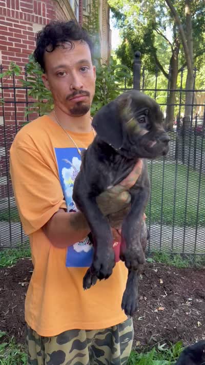 Brindle Female Cane Corso Puppy #2, a female Cane Corso for sale in Chicago, IL – 2 of 2