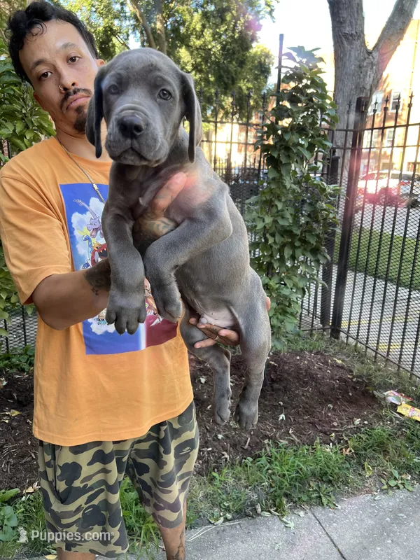 Blue Male Cane Corso Puppy – Cane Corso puppy for sale in Chicago, IL