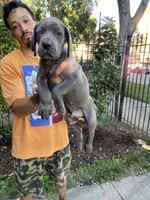 Blue Male Cane Corso Puppy, a male Cane Corso for sale in Chicago, IL – 1 of 2