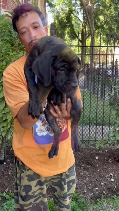 Brindle Female Cane Corso Puppy, a female Cane Corso for sale in Chicago, IL – 2 of 2