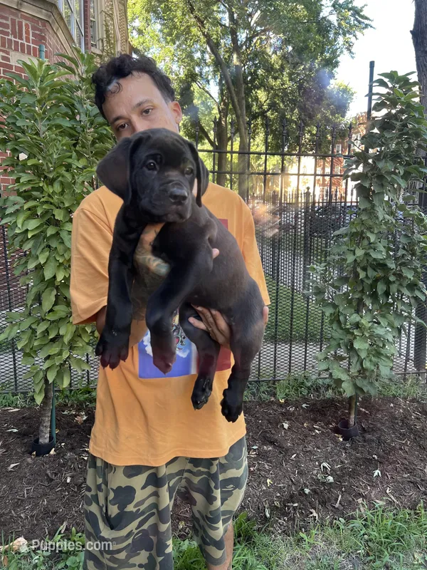 Black Female Cane Corso – Cane Corso puppy for sale in Chicago, IL