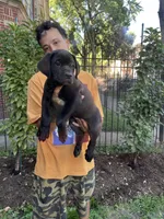 Black Female Cane Corso Puppy, a female Cane Corso for sale in Chicago, IL – 1 of 2