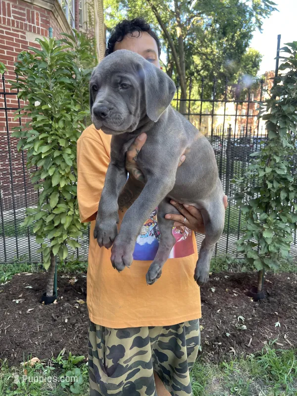 Blue Female Cane Corso Puppy – Cane Corso puppy for sale in Chicago, IL