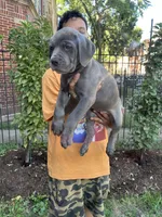 Blue Female Cane Corso Puppy, a female Cane Corso for sale in Chicago, IL – 1 of 2