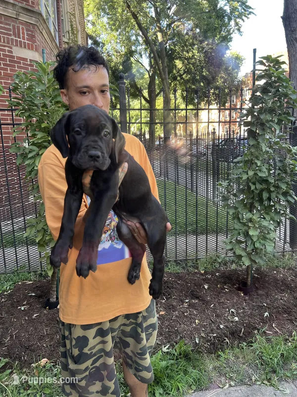 Black Female Cane Cosro Puppy #3 – Cane Corso puppy for sale in Chicago, IL