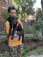 Black Female Cane Cosro Puppy #3, a female Cane Corso for sale in Chicago, IL – 1 of 2