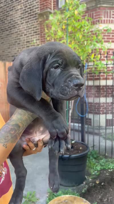 Cane Corso Puppy, a female Cane Corso for sale in Chicago, IL – 2 of 2