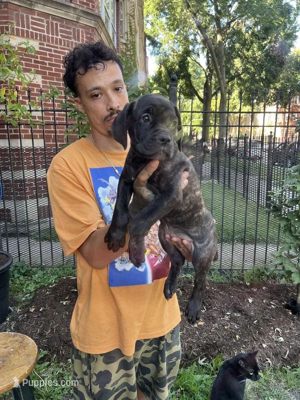 Brindle Female Cane Corso Puppy #2 – Cane Corso puppy for sale in Chicago, IL