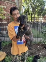 Brindle Female Cane Corso Puppy #2, a female Cane Corso for sale in Chicago, IL – 1 of 2