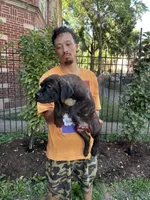 Brindle Male Cane Corso Puppy #2, a male Cane Corso for sale in Chicago, IL – 1 of 2