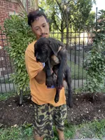 Black Female Cane Corso Puppy, a female Cane Corso for sale in Chicago, IL – 1 of 2