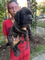 Brindle Male Cane Corso Puppy, a male Cane Corso for sale in Chicago, IL – 1 of 2