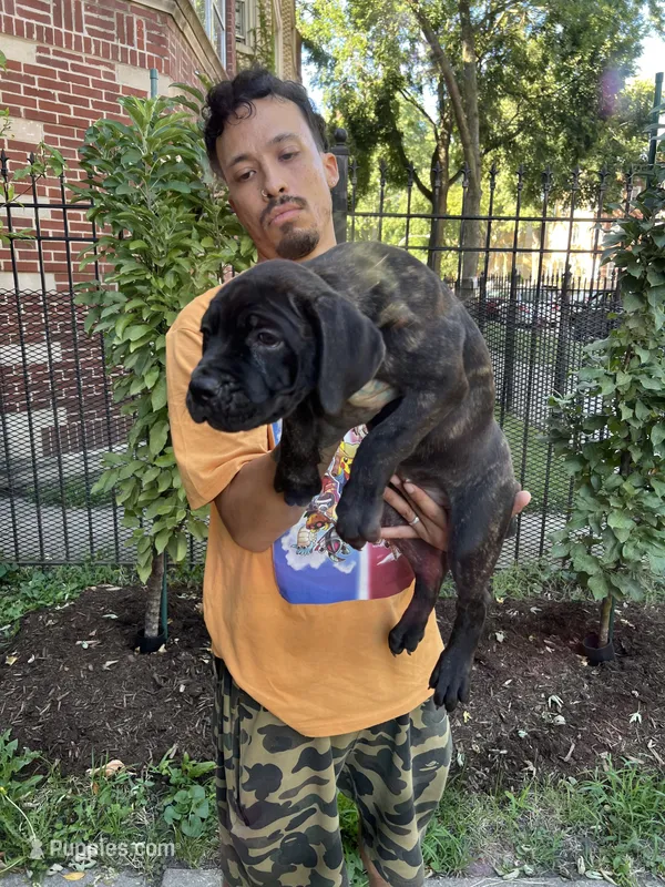 Brindle Female Cane Corso Puppy – Cane Corso puppy for sale in Chicago, IL