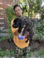 Brindle Female Cane Corso Puppy, a female Cane Corso for sale in Chicago, IL – 1 of 2
